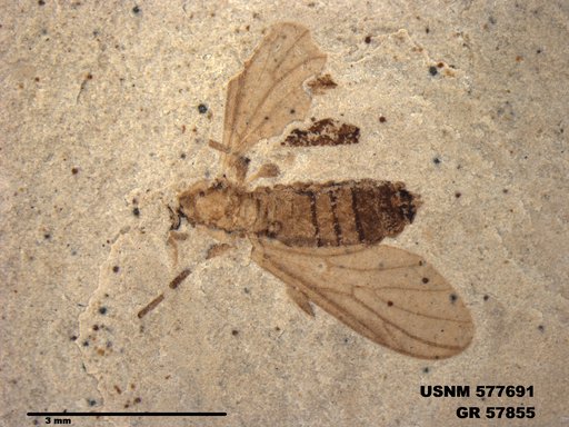 Insecta