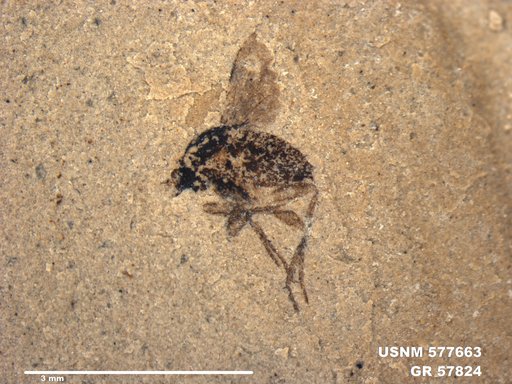 Insecta
