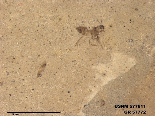Tipula sp