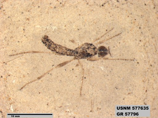 Insecta