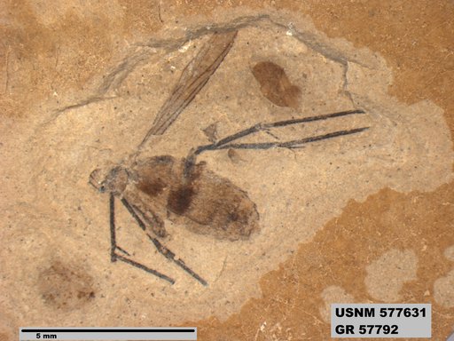 Insecta