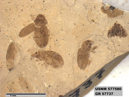 Insecta