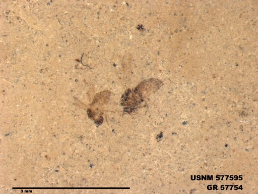 Insecta