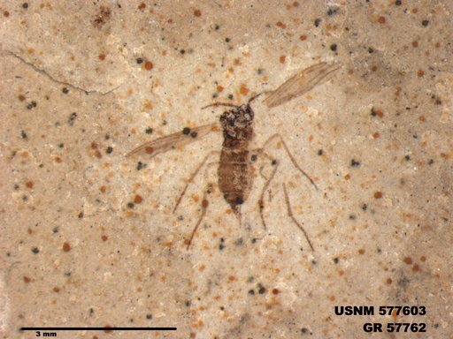 Insecta
