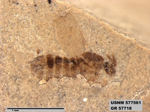 Insecta