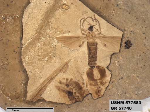 Insecta