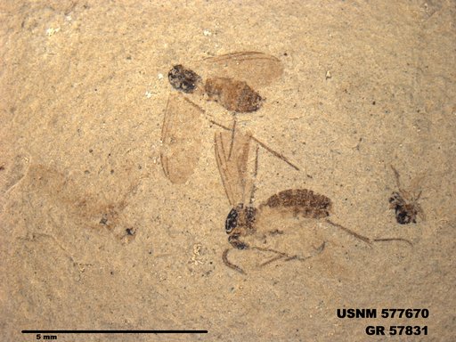 Insecta