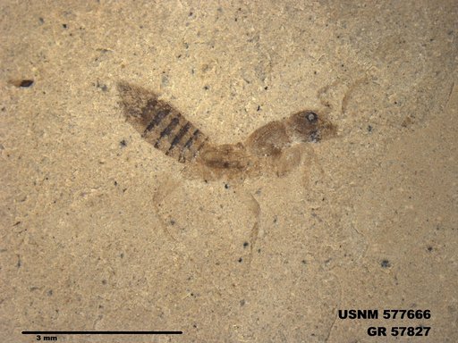 Insecta