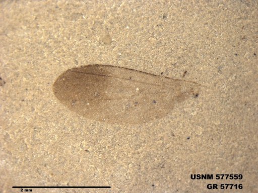 Insecta