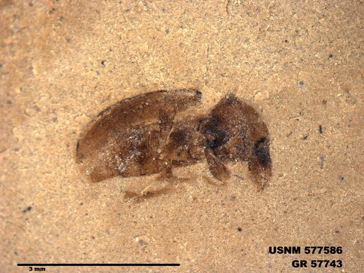 Insecta