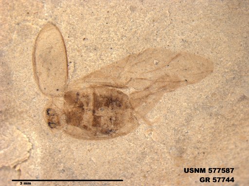 Insecta