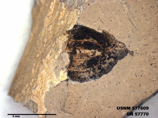 Insecta