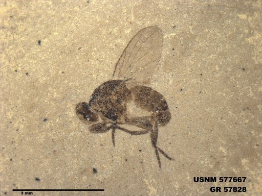 Insecta