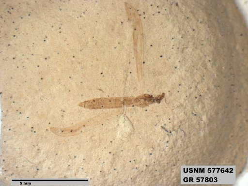 Insecta