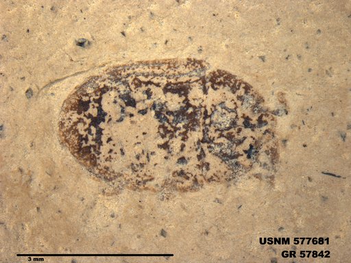 Insecta