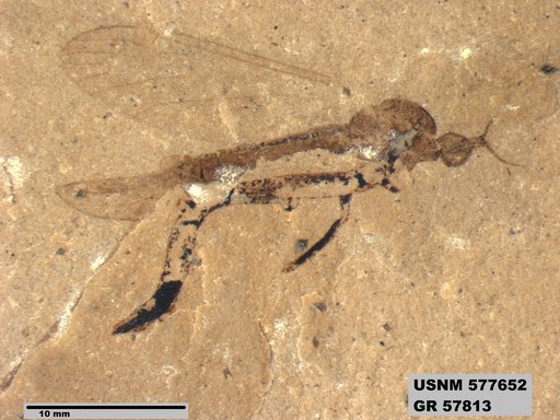 Insecta