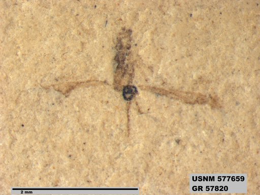 Insecta