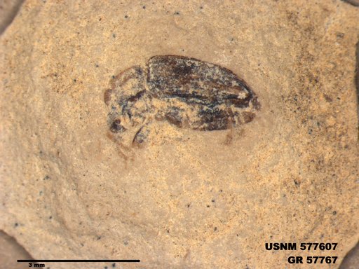 Insecta