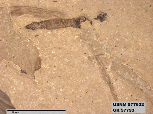 Insecta