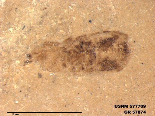 Genus sp