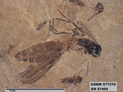 Insecta