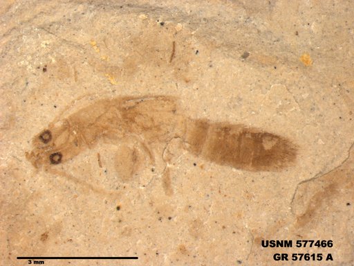 Genus sp