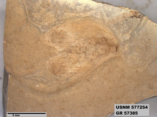 Genus sp