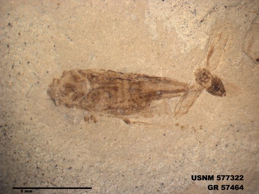 Genus sp