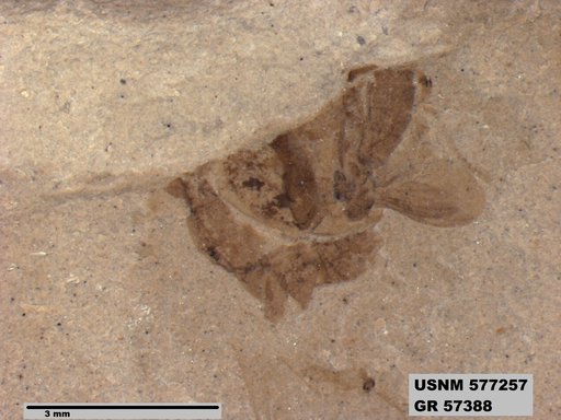 Insecta