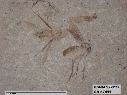Insecta