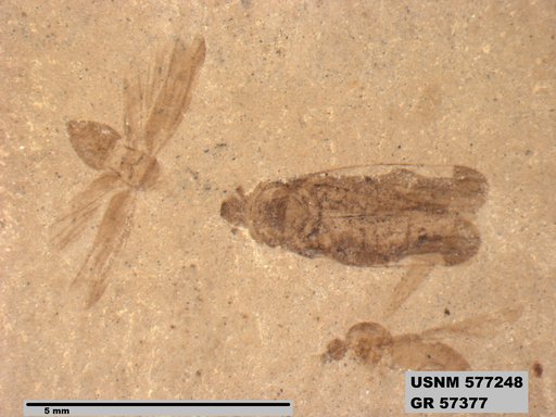Genus sp