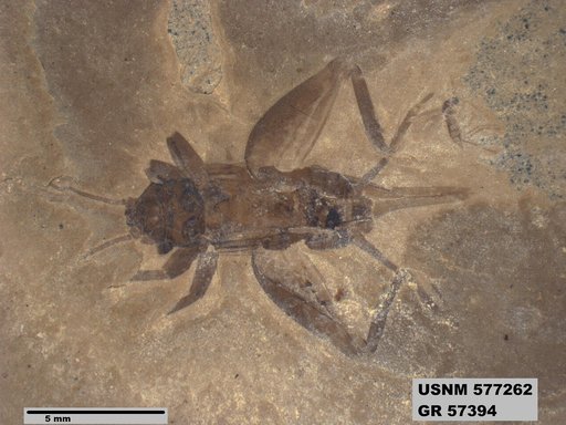 Eogryllus unicolor