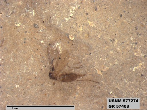 Insecta