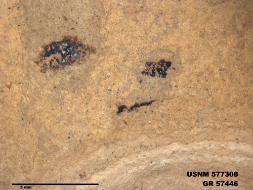 Insecta