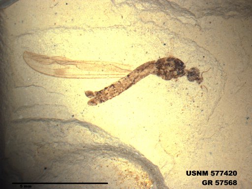 Insecta