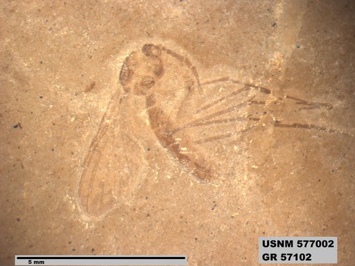 Insecta