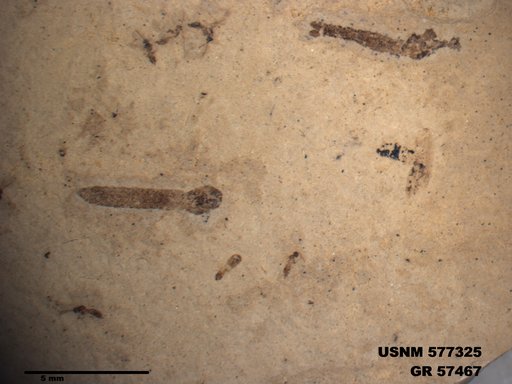 Insecta