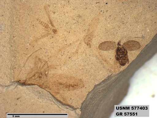 Genus sp