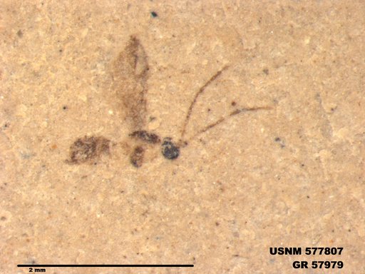 Insecta