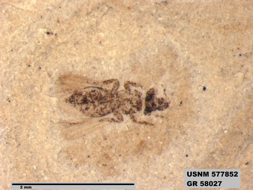 Insecta