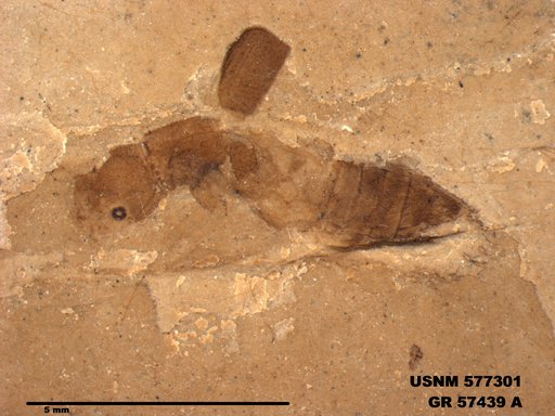 Genus sp