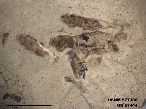 Genus sp