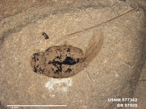 Insecta