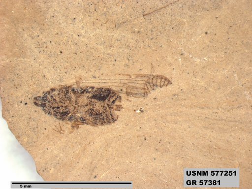 Genus sp