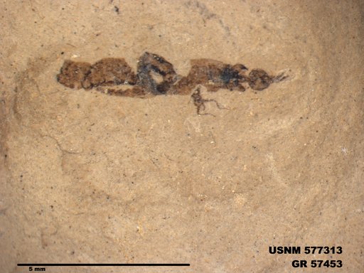 Insecta