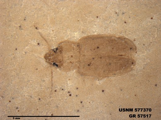 Genus sp