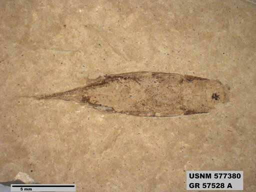 Insecta
