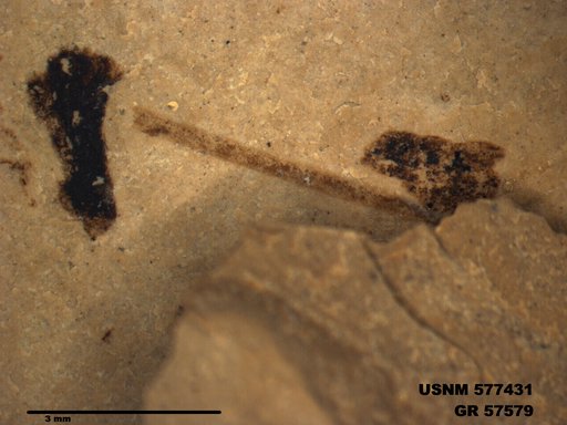 Insecta