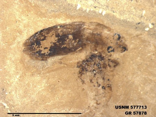 Insecta
