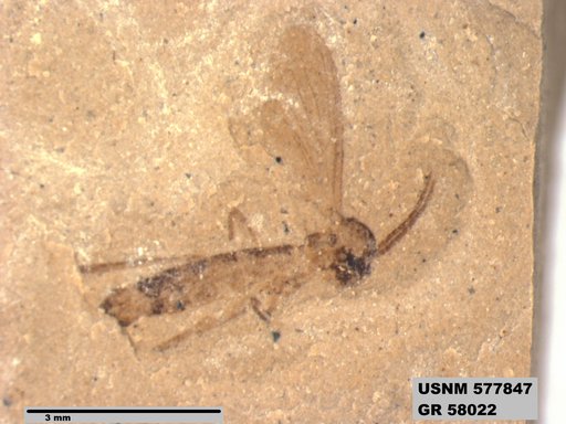 Insecta